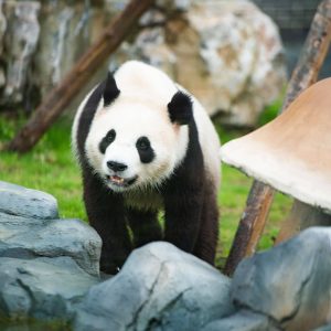 Panda day tour